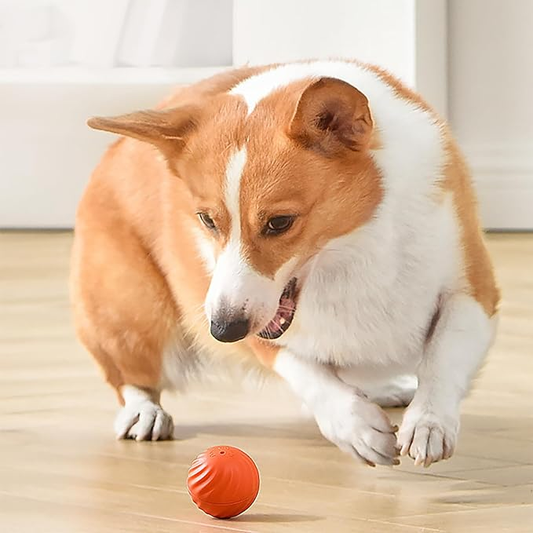 🐾🔥 50% OFF! Active Rolling Ball – Anti-Anxiety Automatic Moving Ball for Pets, Random Movement Keeps Cats & Dogs Entertained ✨