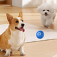 🐾🔥 50% OFF! Active Rolling Ball – Anti-Anxiety Automatic Moving Ball for Pets, Random Movement Keeps Cats & Dogs Entertained ✨