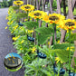 🌻 LIMITED-TIME 50% OFF! ✨ Sunflower Solar Lights – Auto On/Off, 14H Glow, IP65 Waterproof ☀️